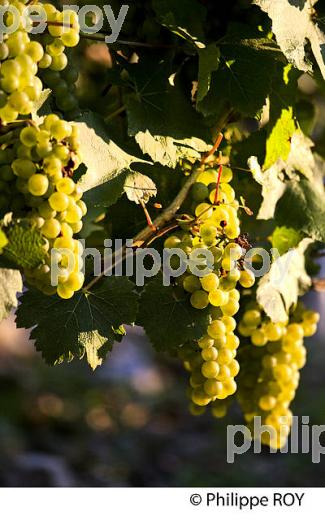 RAISIN, CEPAGECHARDONNAY, VIGNOBLE  AOC CHABLIS,  YONNE, BOURGOGNE. (89F01608.jpg)