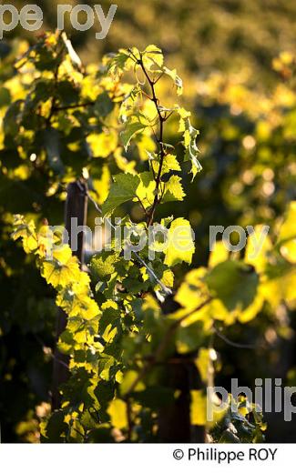 VIGNE, CEPAGECHARDONNAY, VIGNOBLE  AOC CHABLIS,  YONNE, BOURGOGNE. (89F01609.jpg)