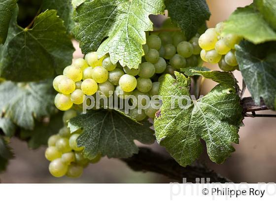 RAISIN, CEPAGECHARDONNAY, VIGNOBLE  AOC CHABLIS,  YONNE, BOURGOGNE. (89F01611.jpg)