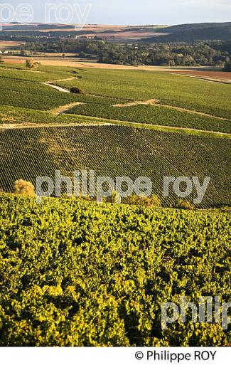 COTEAU  GRAND CRU BLANCHOT, VIGNOBLE , AOC CHABLIS, COLLINE DES GRANDS CRUS, COMMUNE DE CHABLIS, YONNE, BOURGOGNE . (89F01620.jpg)