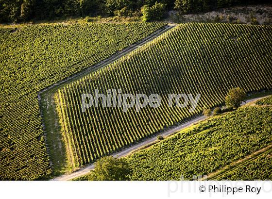 VIGNOBLE  AOC CHABLIS,  COLLINE DES GRANDS CRUS, COMMUNE DE CHABLIS, YONNE, BOURGOGNE . (89F01625.jpg)