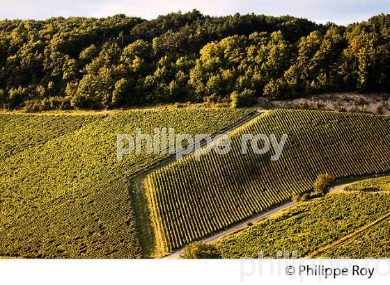 VIGNOBLE  AOC CHABLIS,  COLLINE DES GRANDS CRUS, COMMUNE DE CHABLIS, YONNE, BOURGOGNE . (89F01626.jpg)