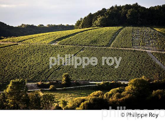 VIGNOBLE  AOC CHABLIS,  COLLINE DES GRANDS CRUS, COMMUNE DE CHABLIS, YONNE, BOURGOGNE . (89F01630.jpg)
