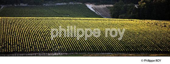 VIGNOBLE  AOC CHABLIS,  COLLINE DES GRANDS CRUS, COMMUNE DE CHABLIS, YONNE, BOURGOGNE . (89F01634.jpg)