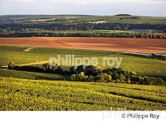 COTEAU  GRAND CRU BLANCHOT, VIGNOBLE , AOC CHABLIS, COLLINE DES GRANDS CRUS, COMMUNE DE CHABLIS, YONNE, BOURGOGNE . (89F01701.jpg)