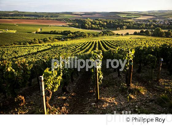 COTEAU  GRAND CRU BLANCHOT, VIGNOBLE , AOC CHABLIS, COLLINE DES GRANDS CRUS, COMMUNE DE CHABLIS, YONNE, BOURGOGNE . (89F01703.jpg)