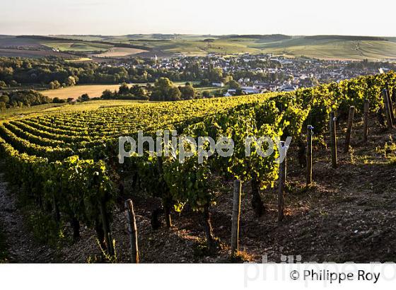 COTEAU LES CLOS , VIGNOBLE  AOC CHABLIS,   COLLINE DES GRANDS CRUS, ET VILLAGE DE CHABLIS, YONNE, BOURGOGNE . (89F01704.jpg)