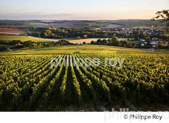 COTEAU LES CLOS , VIGNOBLE  AOC CHABLIS,   COLLINE DES GRANDS CRUS, ET VILLAGE DE CHABLIS, YONNE, BOURGOGNE . (89F01706.jpg)