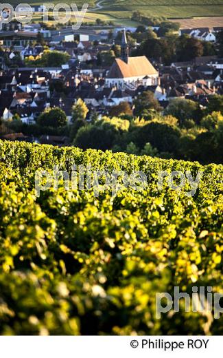 COTEAU, CRU VALMUR, VIGNOBLE , AOC CHABLIS,  COLLINE DES GRANDS CRUS, ET VILLAGE DE CHABLIS, YONNE, BOURGOGNE . (89F01710.jpg)