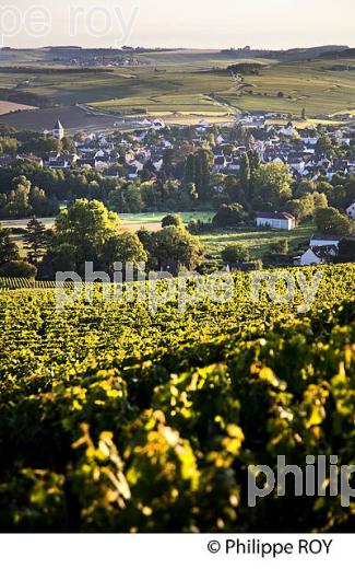 COTEAU LES CLOS , VIGNOBLE  AOC CHABLIS,   COLLINE DES GRANDS CRUS, ET VILLAGE DE CHABLIS, YONNE, BOURGOGNE . (89F01713.jpg)