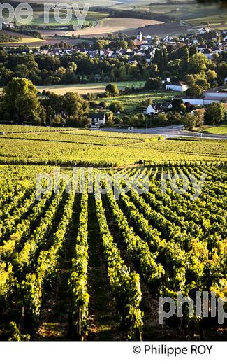 COTEAU LES CLOS , VIGNOBLE  AOC CHABLIS,   COLLINE DES GRANDS CRUS, ET VILLAGE DE CHABLIS, YONNE, BOURGOGNE . (89F01715.jpg)