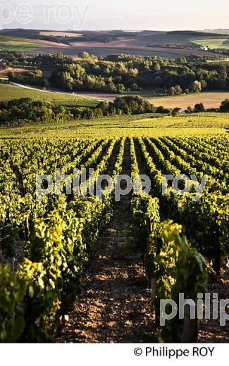 VIGNOBLE  AOC CHABLIS,  COLLINE DES GRANDS CRUS, COMMUNE DE CHABLIS, YONNE, BOURGOGNE . (89F01716.jpg)