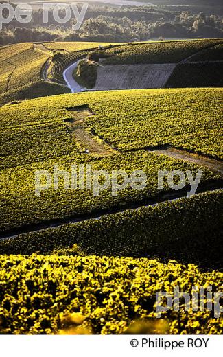 VIGNOBLE  AOC CHABLIS,  COLLINE DES GRANDS CRUS, COMMUNE DE CHABLIS, YONNE, BOURGOGNE . (89F01719.jpg)