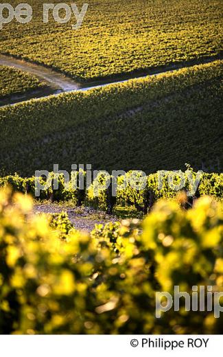 VIGNOBLE  AOC CHABLIS,  COLLINE DES GRANDS CRUS, COMMUNE DE CHABLIS, YONNE, BOURGOGNE . (89F01721.jpg)