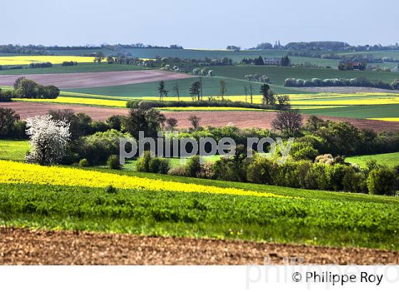 PAYSAGE AGRICOLE DES COLLINES DE  LA PUISAYE AU PRINTEMPS, YONNE, BOURGOGNE. (89F02209.jpg)