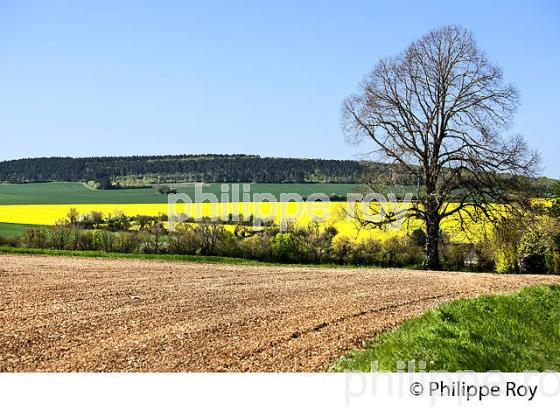 PAYSAGE AGRICOLE DES COLLINES DE  LA PUISAYE AU PRINTEMPS, YONNE, BOURGOGNE. (89F02212.jpg)