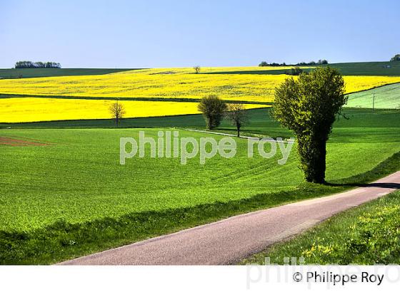 PAYSAGE AGRICOLE DES COLLINES DE  LA PUISAYE AU PRINTEMPS, YONNE, BOURGOGNE. (89F02213.jpg)