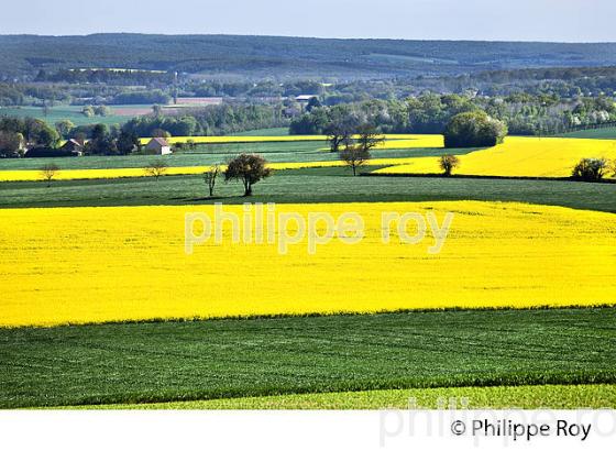 PAYSAGE AGRICOLE DES COLLINES DE  LA PUISAYE AU PRINTEMPS, YONNE, BOURGOGNE. (89F02215.jpg)