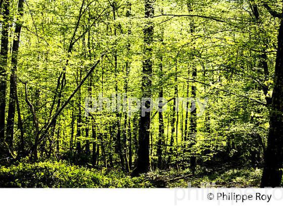 SOUS BOIS, FORET  DE LA PUISAYE AU PRINTEMPS, YONNE ,  BOURGOGNE. (89F02230.jpg)