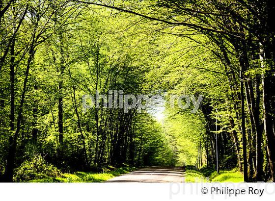 SOUS BOIS, FORET  DE LA PUISAYE AU PRINTEMPS, YONNE ,  BOURGOGNE. (89F02231.jpg)