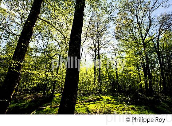 SOUS BOIS, FORET  DE LA PUISAYE AU PRINTEMPS, YONNE ,  BOURGOGNE. (89F02233.jpg)