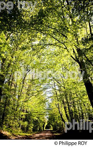 SOUS BOIS, FORET  DE LA PUISAYE AU PRINTEMPS, YONNE ,  BOURGOGNE. (89F02234.jpg)