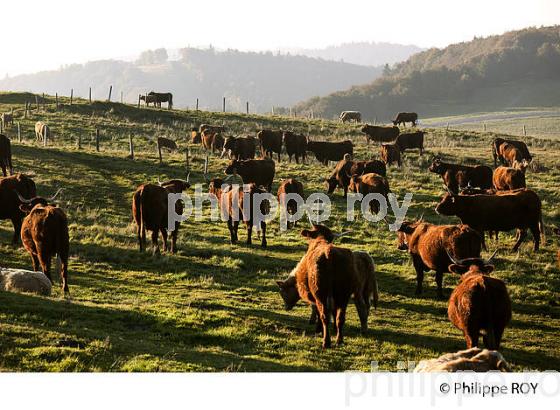 AGRICULTURE, BALLON D'ALSACE, MASSIF DES VOSGES, FRANCE (90F00503.jpg)