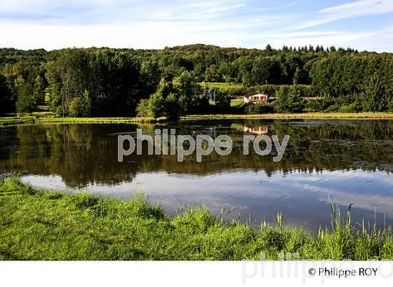 ETANG, MASSIF DES VOSGES, FRANCE (90F00535.jpg)