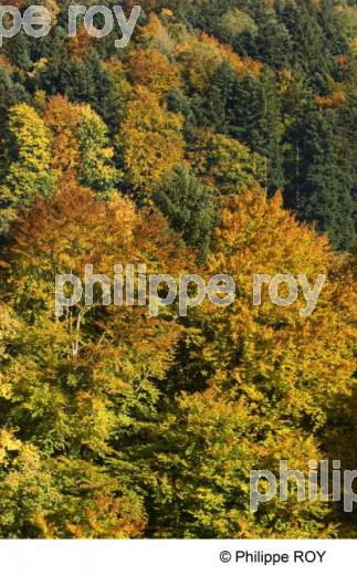 Le Voralberg - Autriche (AT002131.jpg)