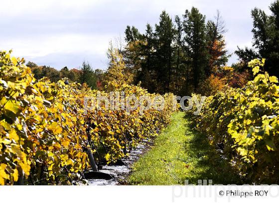 VIGNOBLE , ILE D' ORLEANS, QUEBEC (CA0022016.jpg)