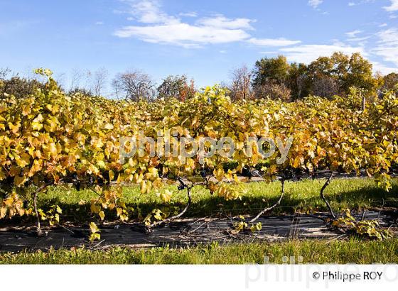 VIGNOBLE , ILE D' ORLEANS, QUEBEC (CA0022017.jpg)
