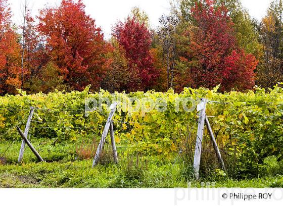 VIGNOBLE , ILE D' ORLEANS, QUEBEC (CA0022018.jpg)