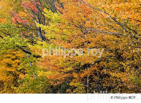 FORET A L automne , QUEBEC (CA0024040.jpg)