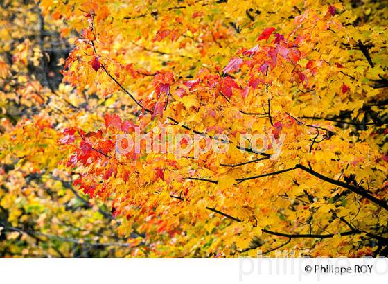 FORET A L automne , QUEBEC (CA0025003.jpg)