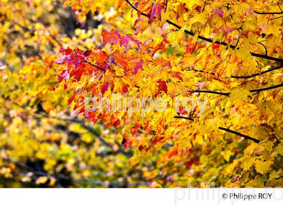 FORET A L automne , QUEBEC (CA0025004.jpg)