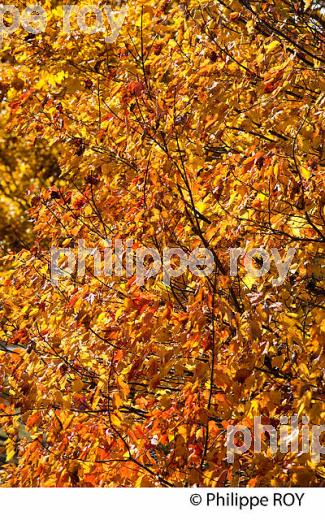 FORET A L automne , QUEBEC (CA0025005.jpg)