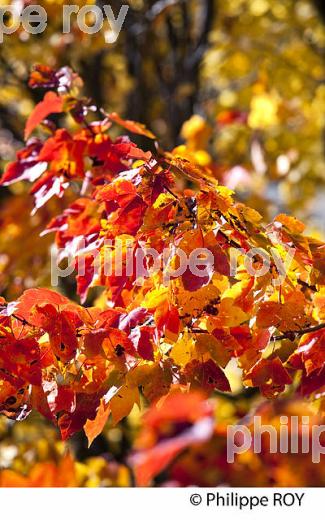 FORET A L automne , QUEBEC (CA0025006.jpg)