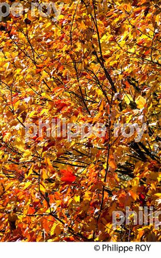 FORET A L automne , QUEBEC (CA0025007.jpg)