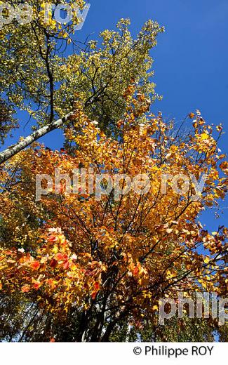 FORET A L automne , QUEBEC (CA0025008.jpg)