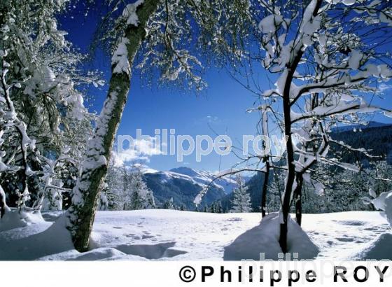 Alpes - Suisse (CH000101.jpg)