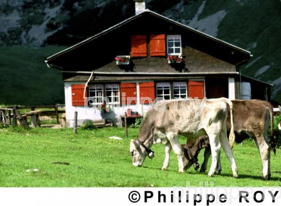 Elevage bovin - Suisse (CH000131.jpg)