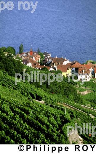Vignoble - Suisse (CH000134.jpg)