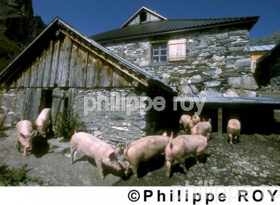 Elevage porcin - Suisse (CH000214.jpg)