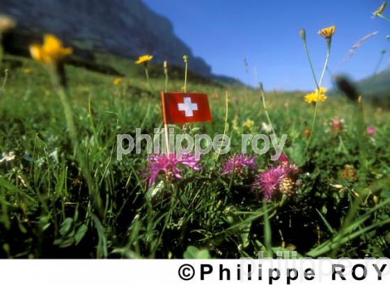 Flore - Suisse (CH000228.jpg)