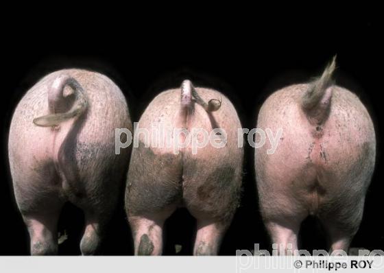Elevage porcin - Suisse (CH000306.jpg)