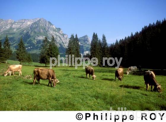 Elevage bovin - Suisse (CH000311.jpg)