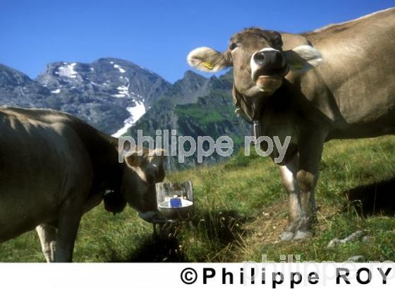 Elevage bovin - Suisse (CH000332.jpg)