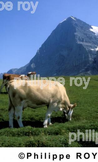 Elevage bovin - Suisse (CH000424.jpg)