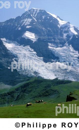 Alpes - Suisse (CH000427.jpg)