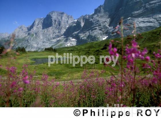 Alpes - Suisse (CH000501.jpg)